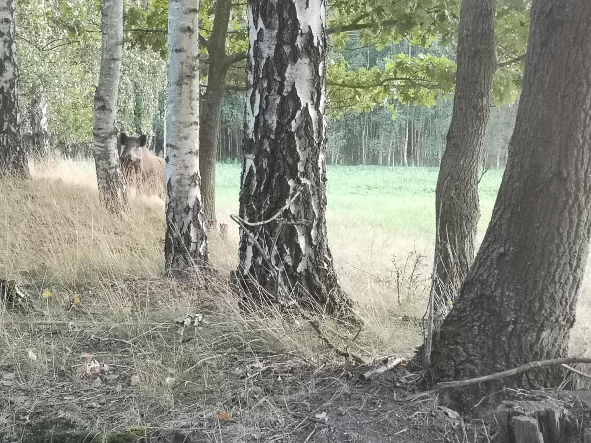 Agroturystyka Plener Miedzichowo Eksteriør billede
