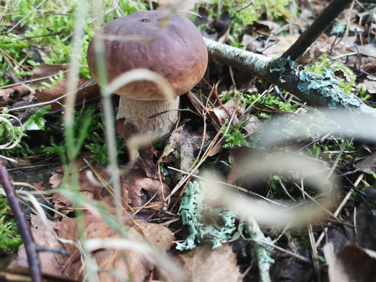 Agroturystyka Plener Miedzichowo Eksteriør billede